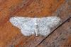 Idaea seriata
